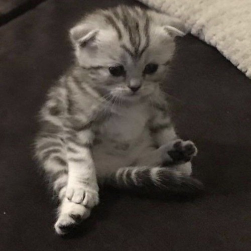 Gavi's Just A Cute And Innocent Little Kitten 😭