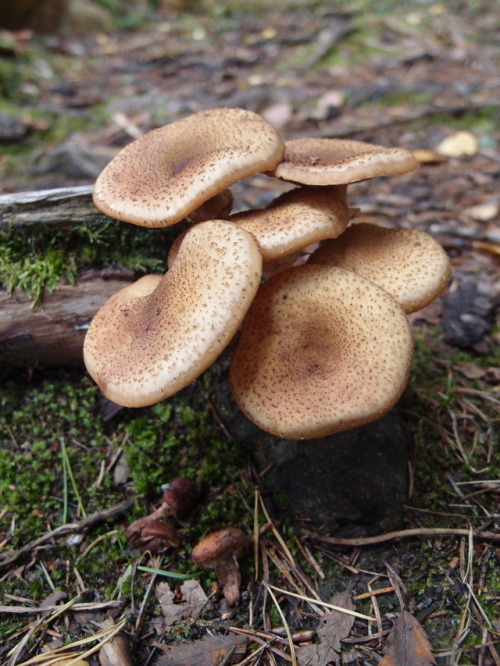 Mushroom cluster growing along a tree root