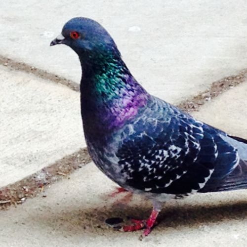 theramseyloft: theflashisgone: clockatrice: monopropellant:dunyun-rings:I saw some great pigeons