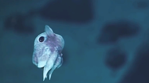catgifcentral:A baby dumbo octopus.