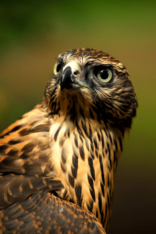 intotheclearing:Goshawk Glance by *Shadow-and-Flame-86