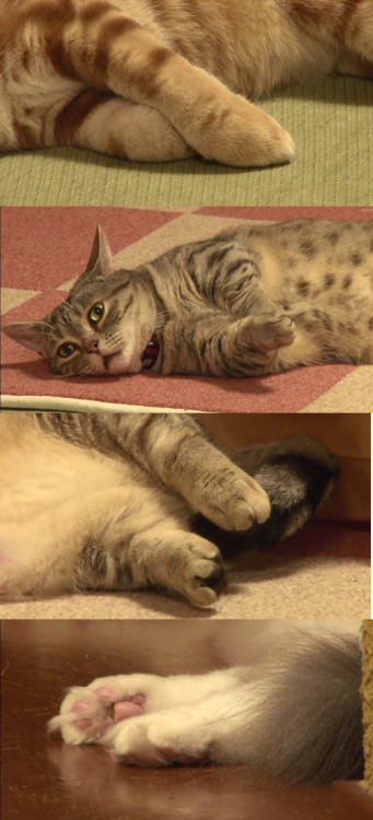 zeptomole:wannabro:mecha-cat:itsamepatches:superattacku:Last night at 10pm EST, GooglePlay streamed 