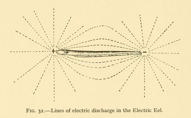 Fig. 32. Lines of electric discharge in the electric eel. Fishes and their ways of life. 1935. Internet Archive