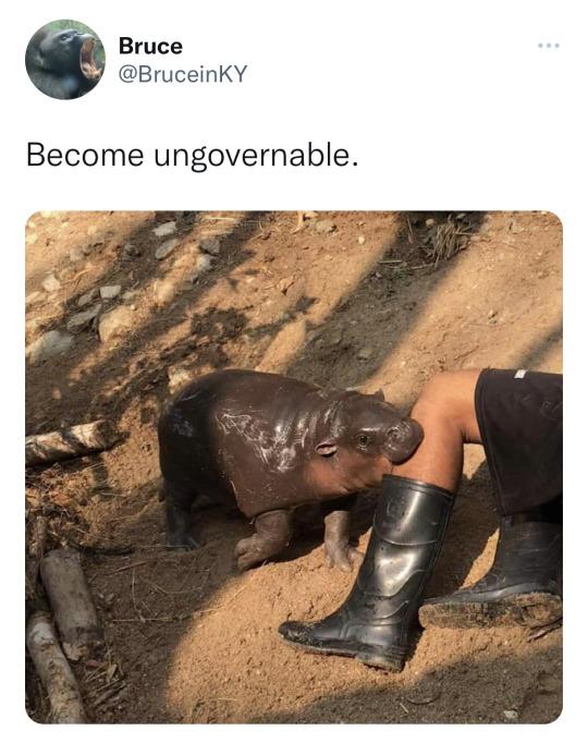 Hippo Fuck