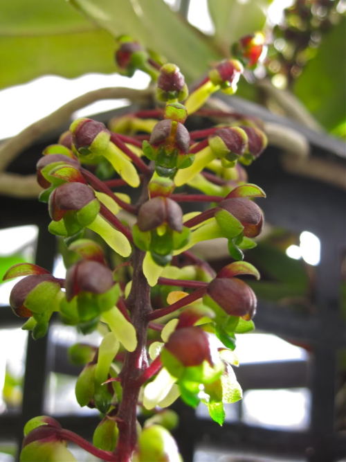 Robiquetia wassellii.Orchidaceae: Aeridinae.By Pete. [x]