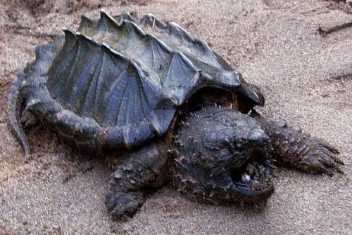 sixpenceee:Alligator snapping turtleAWESOME REPTILE