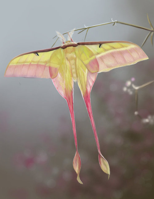 megarah-moon:“Comet Moth Study” byTiggyTattoos