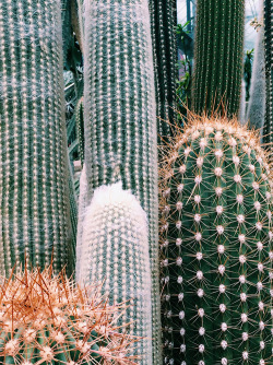 thouswell:  Mesmerizing cactus patterns 