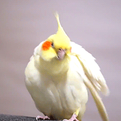 fat-birds:tootricky:fluffy cockatiel (source)nOPE@parodybit!!!
