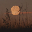 miika-moon