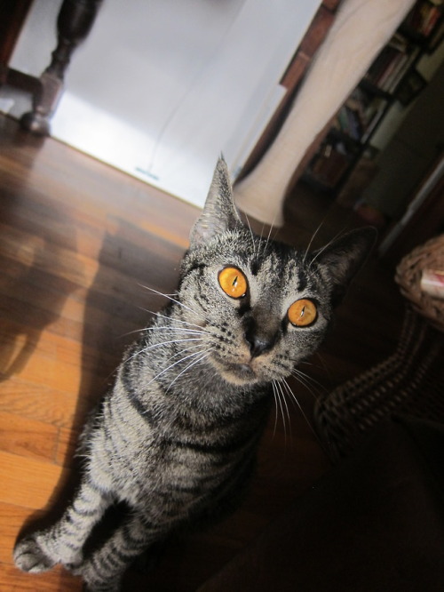 great-and-small: Why does my mom’s cat have the eyes of Sauron?