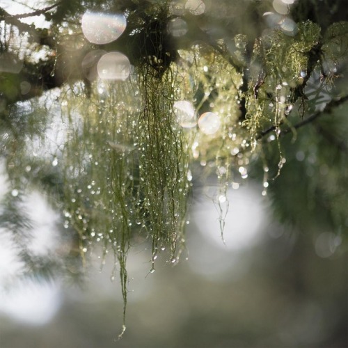 gardenofgod:Tears of Winter, by Poppy Barach.