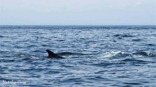 fin whale