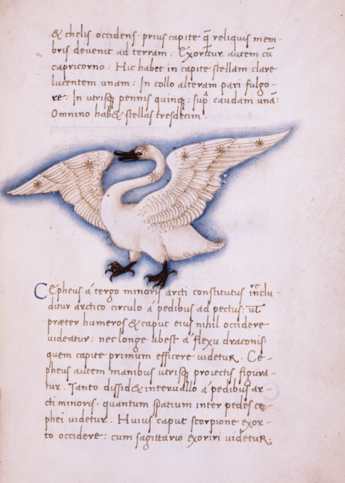 Constellation of Cygnus (The Swan)Miniature on vellum by Giovanni VendraminPadua, 1475–80The New Yor