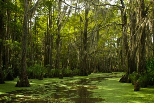 skylerbrownart:  Louisiana Bayou (photo by Skyler Brown)