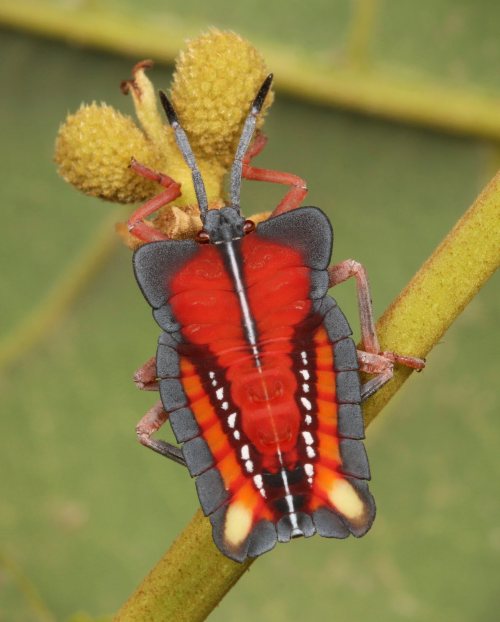 Lychee Stink Bug Nymph (Tessaratoma papillosa, Tessaratomidae)