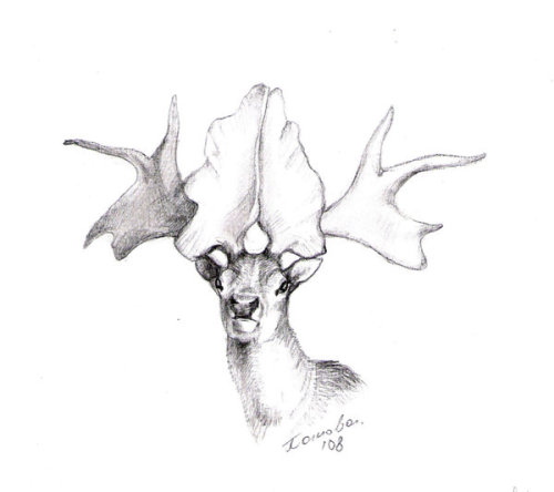 theoldbone:strangebiology: Why aren’t we talking about extinct cervids?? At least Tori Morris,