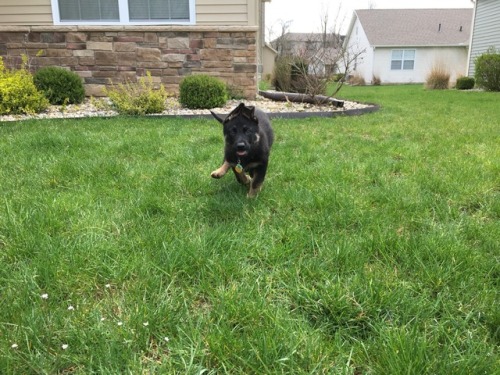 stark-thegermanshepherd:She is such a happy ball of fun.