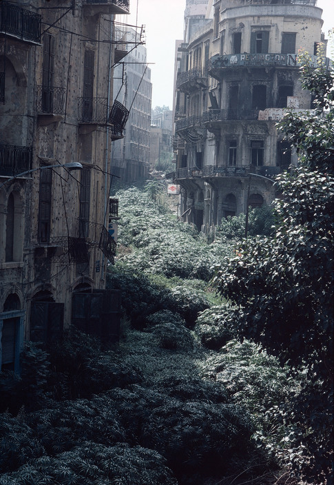 historicaltimes:  The Green Line demarcation zone, Beirut, Lebanon 1982. via reddit