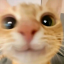 shiningshimmeringsplendidd