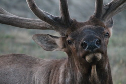 sheahuntphotography:  A pretty little elk