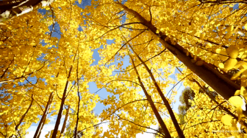 pumpkincocoa90: Autumn dressed up in gold, is the richest season of the soul.