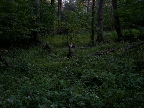 aetheric-aesthetic:Aetherealistic