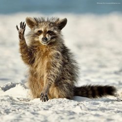 XXX mckitterick:2022 Comedy Wildlife Photography photo