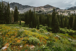 brianstowell: Albion Basin, Wasatch Mountains,