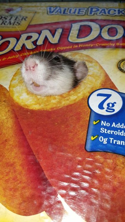 anonymousfragger:so we got a corndog box for the rats and my brilliant roommate cut a hole so all of