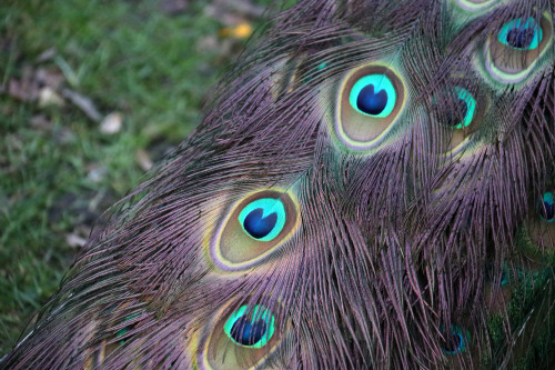 Peacock/påfågel. Holland Park, London.