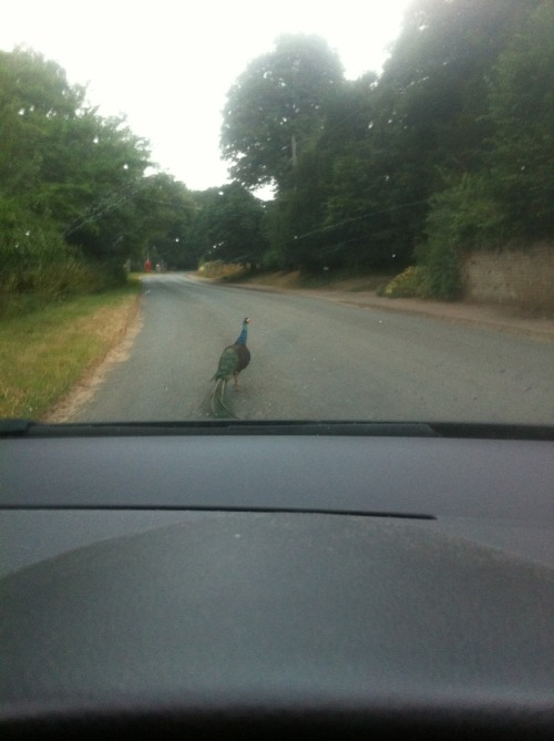 The joys of living in the countryside&hellip;&hellip;.