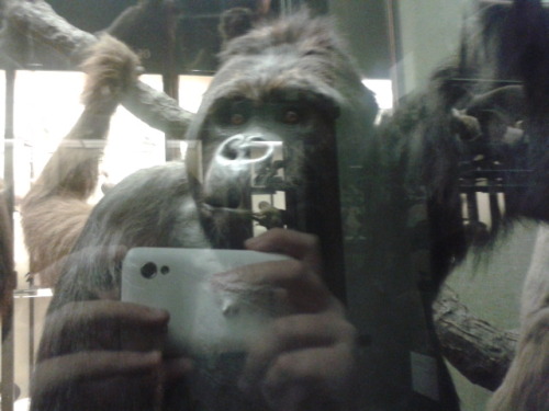 analzingphil:so i went to a stuffed animal museam thing with my friends and i took a picture of a go