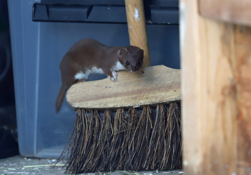 michaelnordeman:This little weasel/vessla lives under our tool shed. He’s less than 20 cm long and h