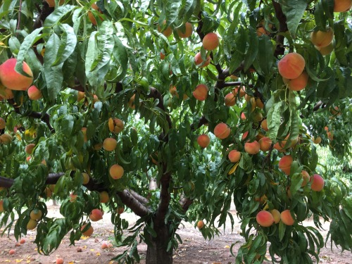 #foodtripping road trip memories: Belue Farms in Boiling Springs, South CarolinaWhen people think pe