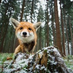 beautiful-wildlife:Curious Fox by Michal