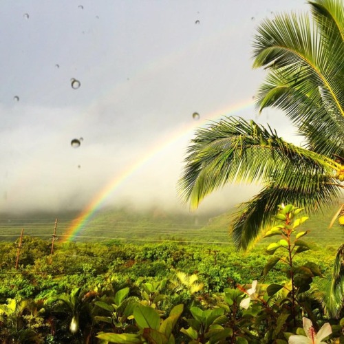 There&rsquo;s a mountain amidst that mist. Really. #kalalea #rainbow #kauai #hawaii #palmtrees