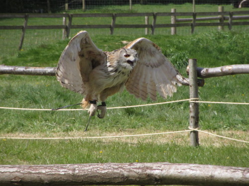 Baby the hybrid eagle owl