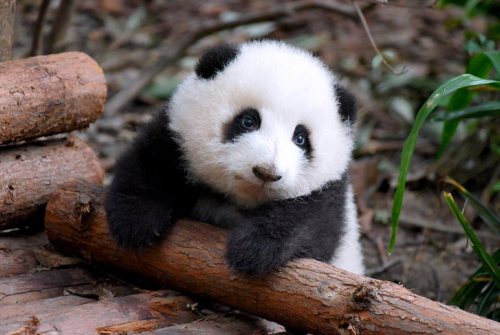 giantpandaphotos:He Hua at the Chengdu Research Base of Giant Panda Breeding.© Happy Panda.