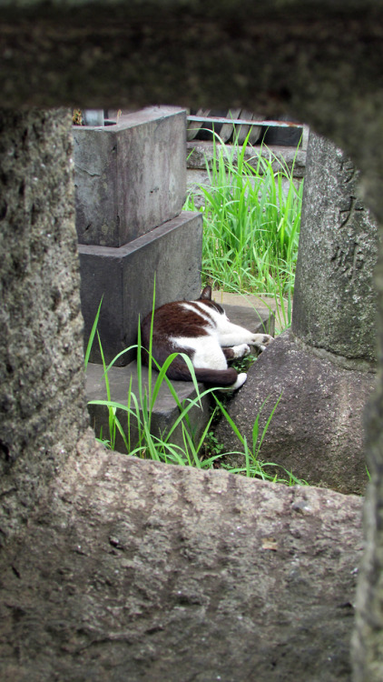 Cat in a cemetery, Tokyo, Yanaka, June 2019.