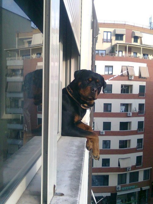 sensuousblkman:  Don’t mind me, i’m just chilling and checking out the Bitches!