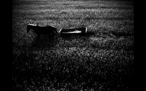 A Spring for the Thirsty Directed by Yuri Ilyenko (1965) A man who lives by a well is
