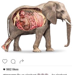 #Repost @xtassyanx  Be an elephant 