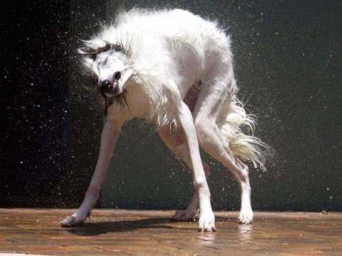 stick-arms:sataraborzoi:When sufficiently wet, your borzoi may become a werewolf. Rio at 10 months. 