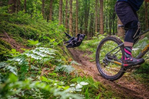 offroad.cc Does your traildog even wallride bro?