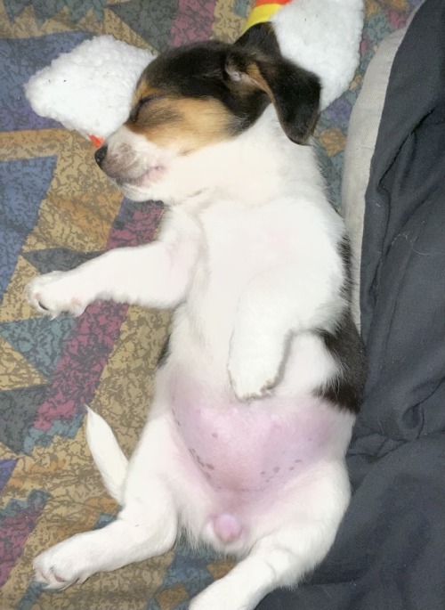 tiny white, black, & brown puppy sleeping on her back with her full pink tummy showing