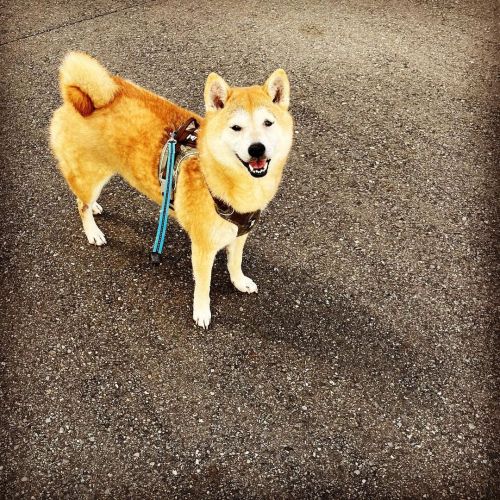 オヤツを持っているのを知っている時の笑顔 #shiba #shibainu #shibadog #しばいぬ #柴犬 #サツマイモ #オヤツ期待https://www.instagram.com/p