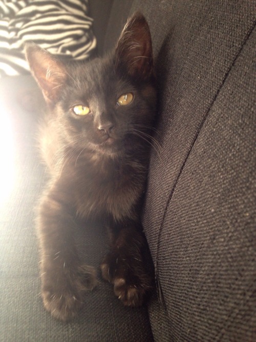 fuckyeahcats:  6-toed kitty cat 🎀