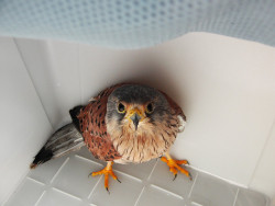 fat-birds:  Kestrel by The Hounds Of Shadow