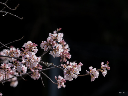 エドヒガンはもう満開に近いかな。だいぶ早いですな。The cherry blossoms were almost in full bloom.